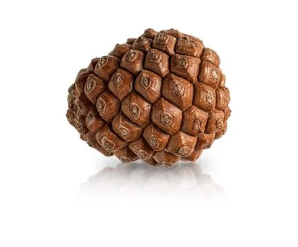 Pine cone isolated on a white background. Stock Photos