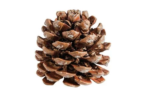 Pine cone isolated on a white background Stock Photos