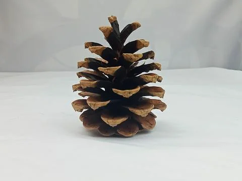 Pine cone isolated on white background Stock Photos