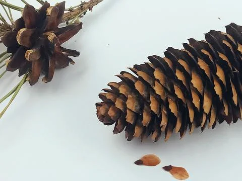 Pine cone isolated on white background with copy space Stock Photos