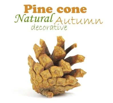 Pine cone isolated on white, clipping path included Stock Illustration