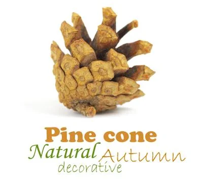 Pine cone isolated on white, clipping path included Stock Illustration