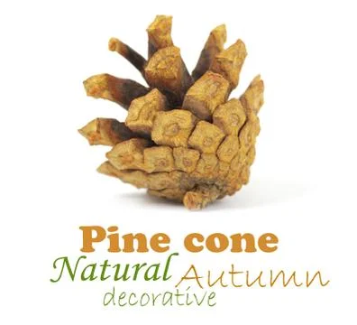 Pine cone isolated on white, clipping path included Stock Photos