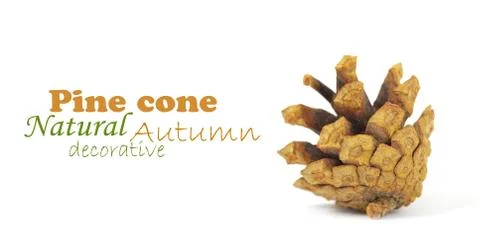 Pine cone isolated on white, clipping path included Stock Photos