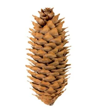 Pine cone isolated on a white, close-up. Stock Photos