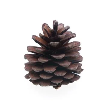Pine cone isolated on white Stock Photos