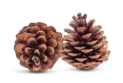 Pine cone isolated on white Stock Photos