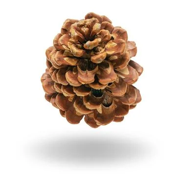 Pine cone isolated on white Stock Photos