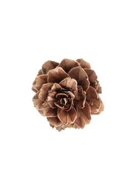 Pine cone isolated on white Stock Photos