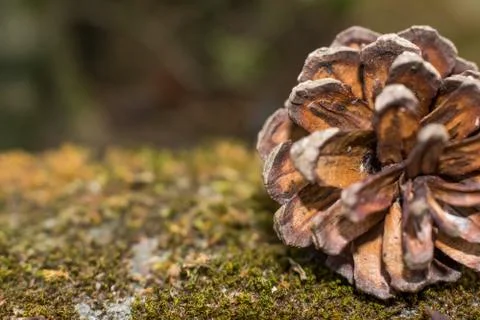 Pine cone laid on a mossy area in which half of the cone is visible to the fr Stock Photos