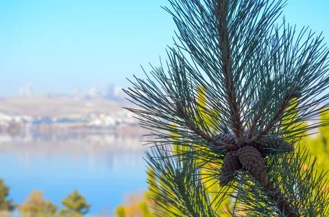 Pine cone on the lake background Stock Photos