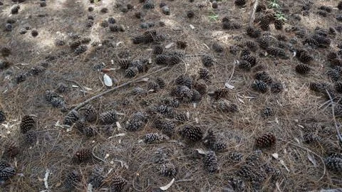 Pine Cone Land 스톡 사진