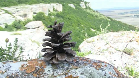 Pine Cone with Landscape Stockbeeldmateriaal 7737630
