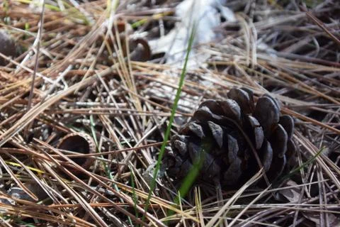 Pine cone laying in a bed of pine needles in Fall Foto stock