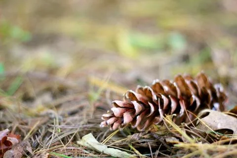 Pine cone laying in the fall leaves background Stock Photos