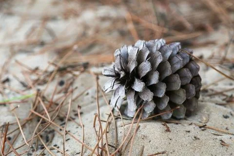A pine cone is laying on the ground in a field Stock Photos
