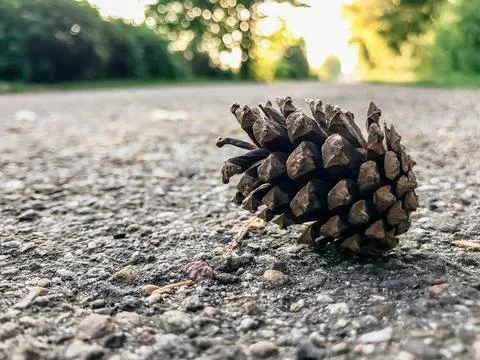 A pine cone is laying on the ground in front of a tree Stock Photos
