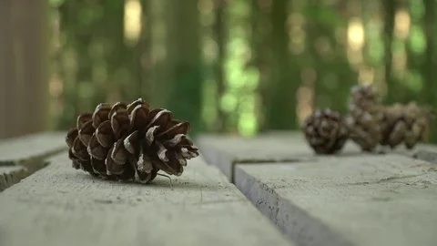 Pine Cone laying on a wooden table in woods Stock Footage 77482807