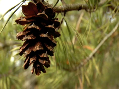 Pine Cone - Left Stock Footage