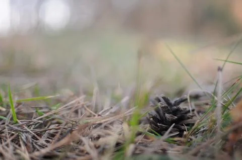 Pine cone lie on fallen needles Stock-Fotos
