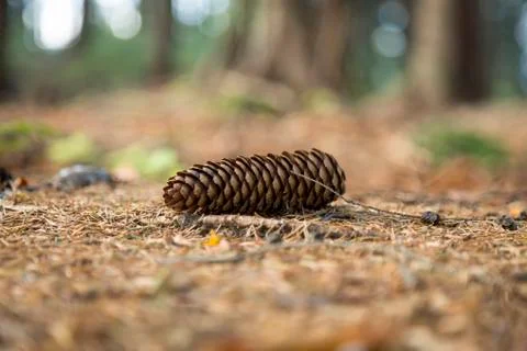 Pine cone lie on the ground Foto stock