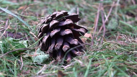 A pine cone lies on the grass Stock Footage 115329046
