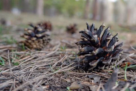A pine cone lies on the ground in the spring Stock Photos