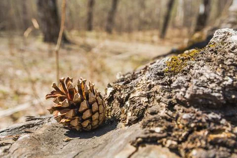 A pine cone lies on an old tree stump in the forest. A pine cone lies on an o Stock Photos