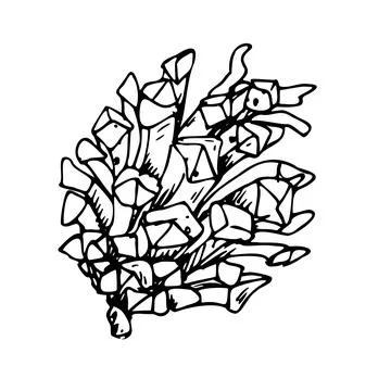 Pine cone. Line art is a simple hand-drawn illustration in black and white ink Stock Illustration