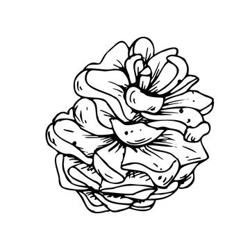 Pine cone. Line art is a simple hand-drawn illustration in black and white ink Illustrazione stock