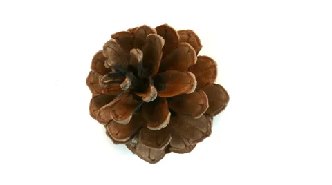 Pine cone Loop UHD-UHD Stock-Footage 56196329