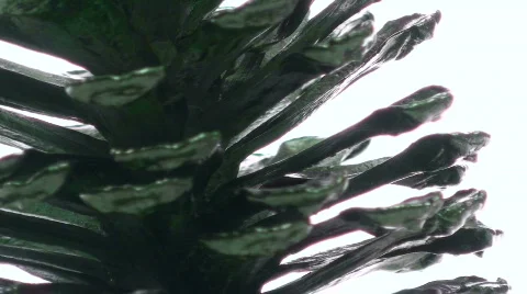 Pine cone loop V1 - HD  Stock Footage 569567