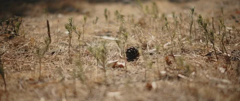 Pine cone lying on the dried ground with small green weeds around it. Stock Footage 126738468