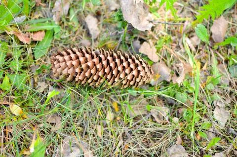 Pine cone lying on the grass Stock Photos