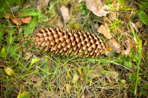 Pine cone lying on the grass Foto stock