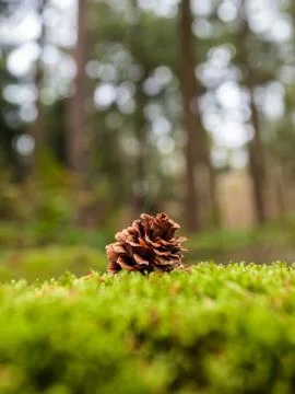 Pine cone lying on moss in a forest during autumn Stock Photos