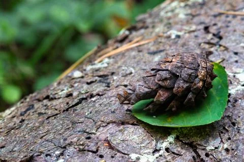 Pine cone lying on a tree bark Stock Photos