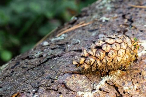 Pine cone lying on a tree bark Stock Photos