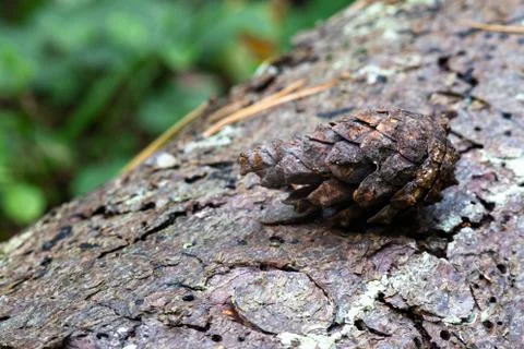 Pine cone lying on a tree bark Stock Photos