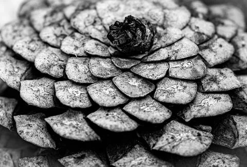 Pine cone macro in bw Stock Photos