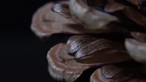Pine cone macro close up video Stock Footage 153468626