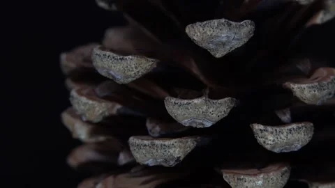 Pine cone macro close up video, black background Stock Footage 153468875