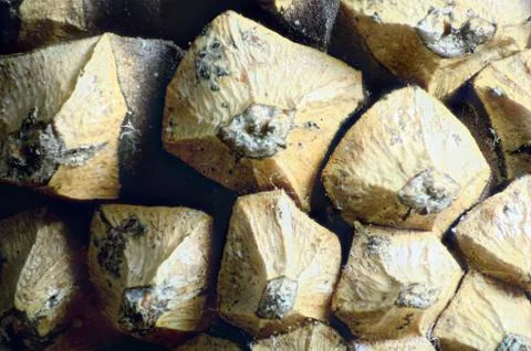 Pine cone macro Stock Photos