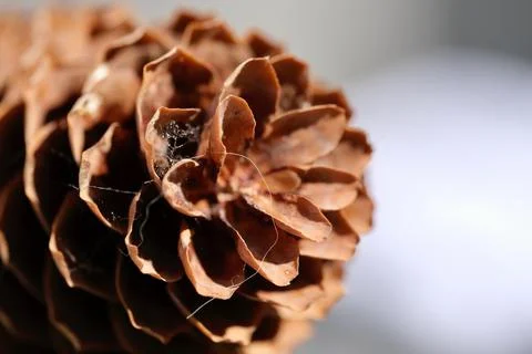 Pine cone macro shot Stock Photos