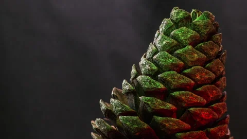 Pine Cone Macro Timelapse 3 Stock Footage 141621618