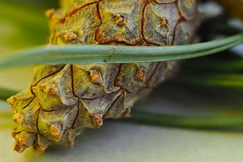 Pine cone, macrophotography, side background. The fruit of conifer. Stock Photos