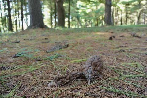Pine Cone in Maudok Commons Stock Photos