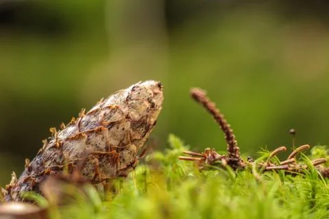 Pine cone on moss macro Stock Photos