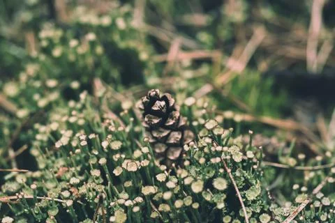 Pine cone in the moss Photos