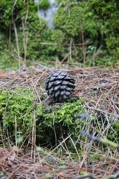 Pine cone moss Stock Photos